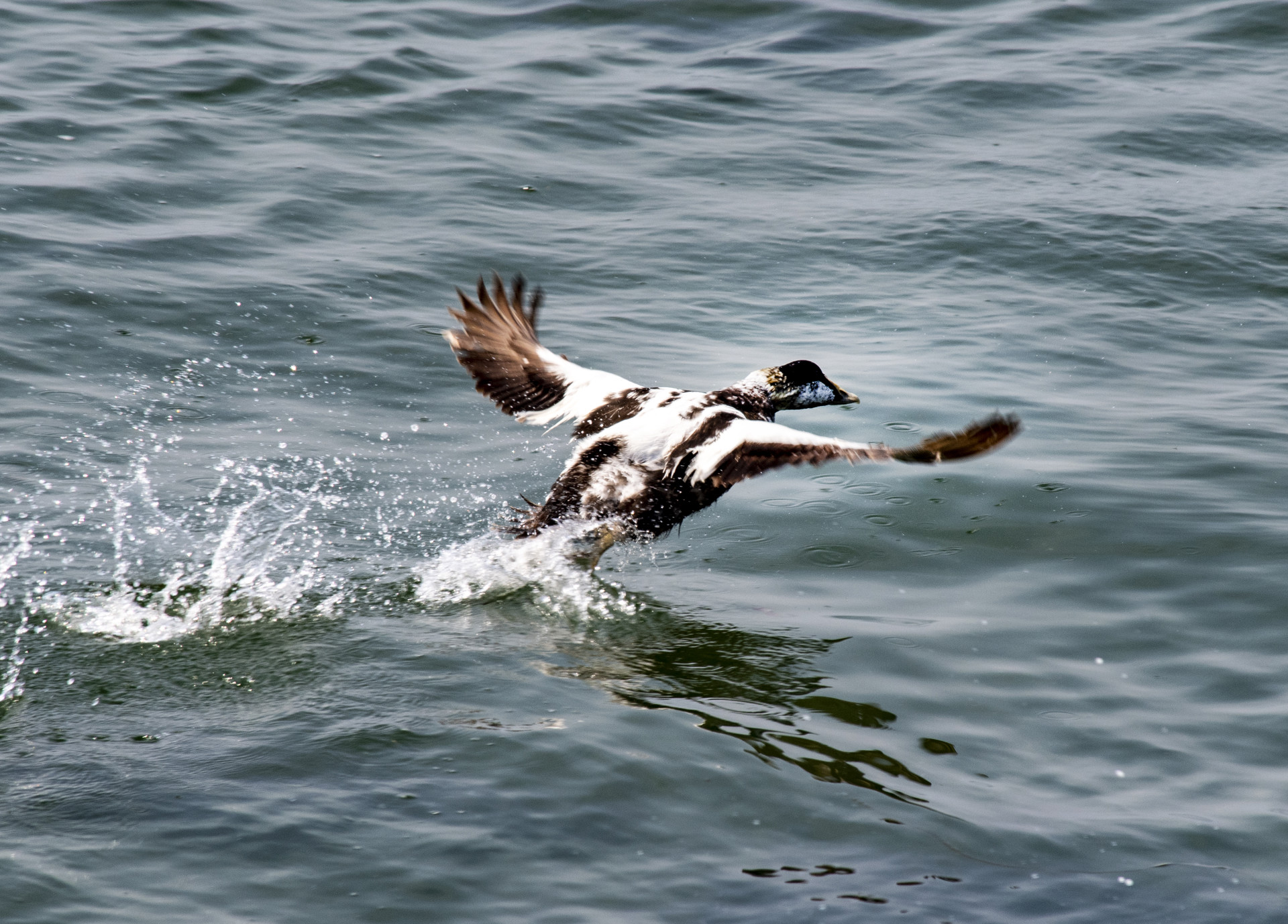 Background image - SPP 1770