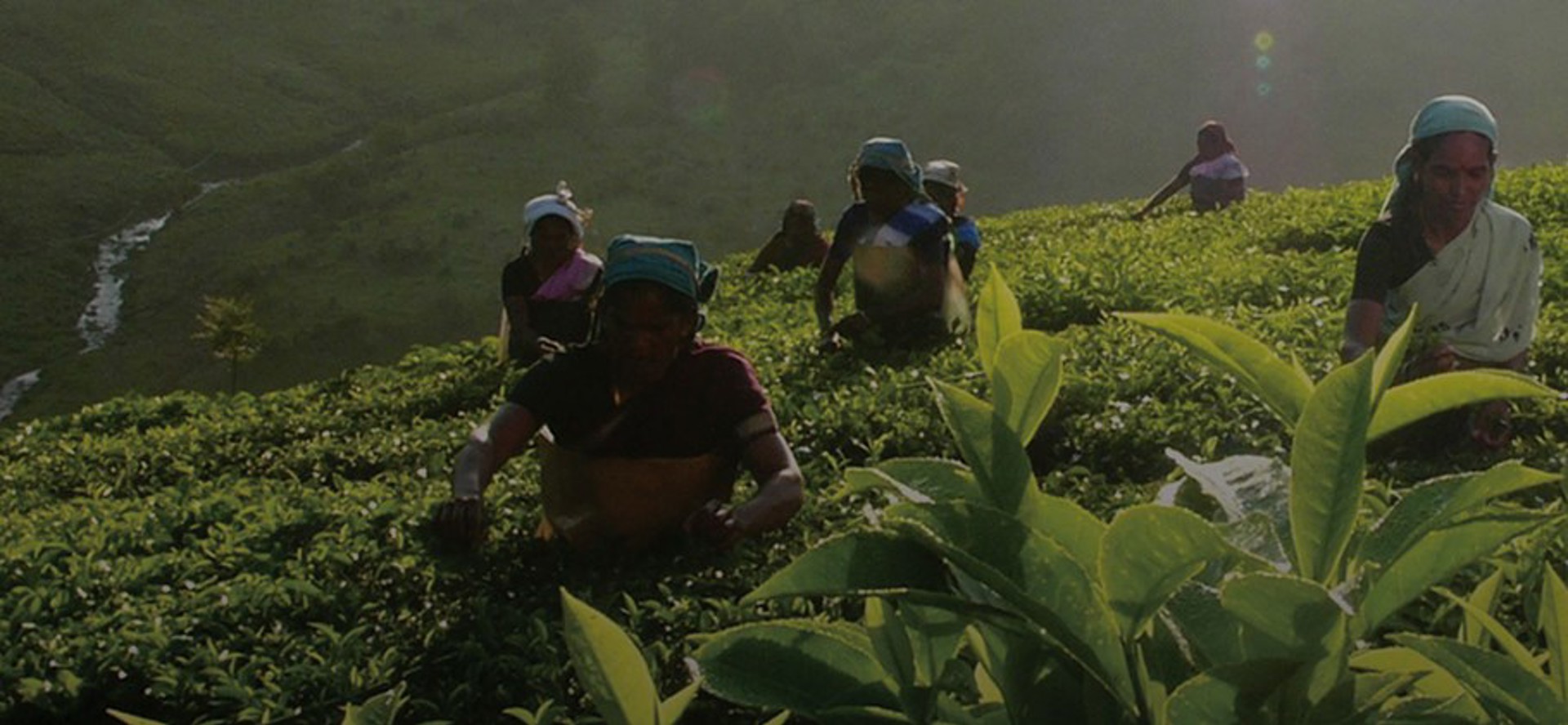 Background image - Typhoo